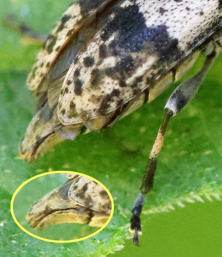 Leiopus sp.